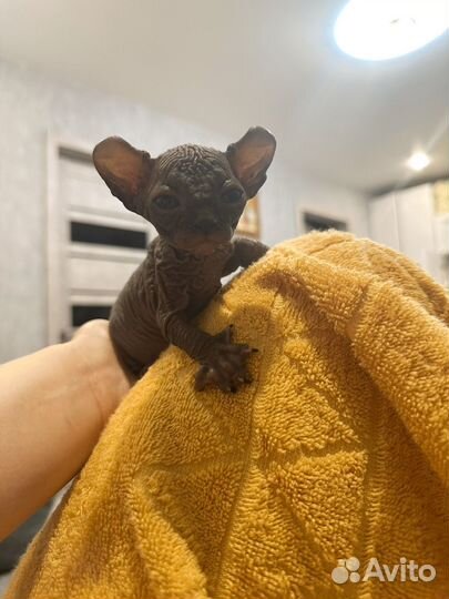 Канадский сфинкс эльф