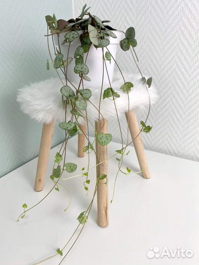 Церопегия вуда Пилея депресса