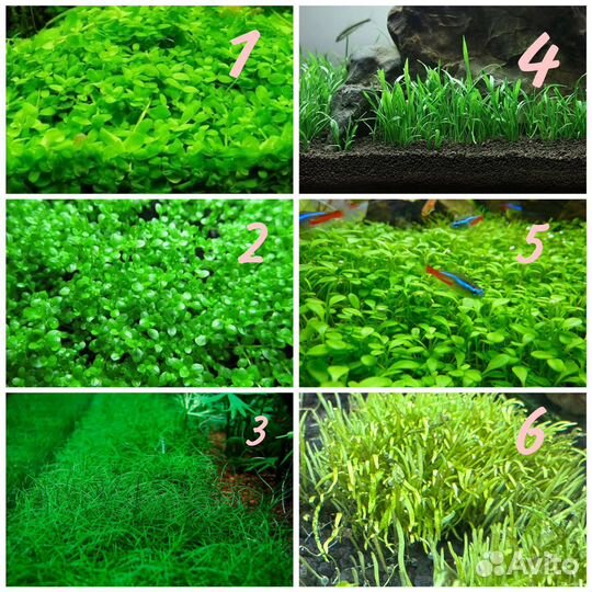 Аквариумные растения