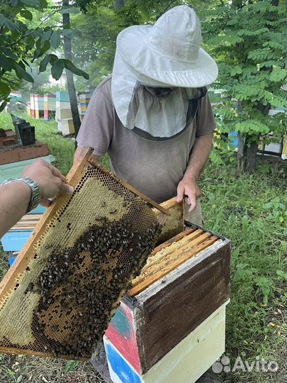 Пчёлы, пчелосемьи