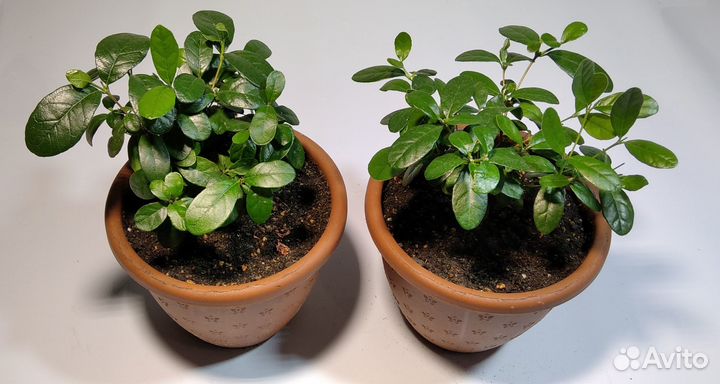 Фейхоа (cca sellow)