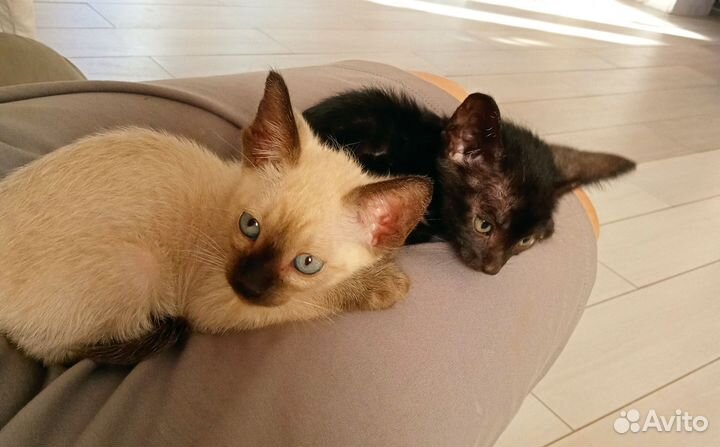 Ориенталы мальчики 3мес