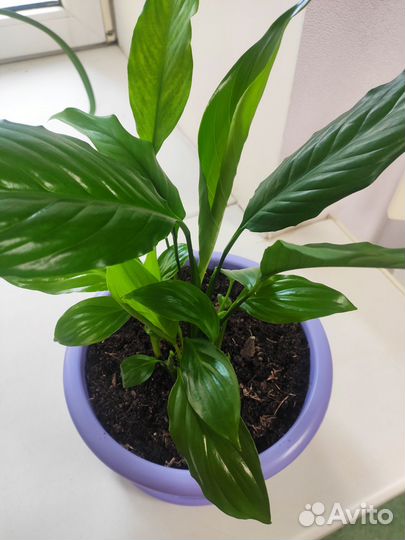 Спатифиллум