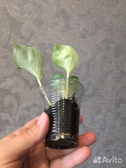 Сингониум, Сциндапсус Комнатные цветы