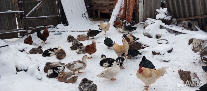 Продам индо-уток