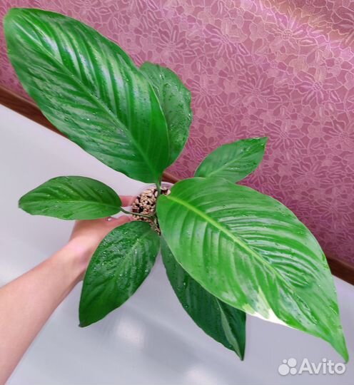 Спатифиллум 