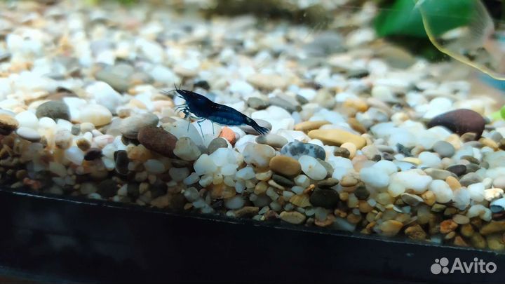 Креветки, растения, рыбки