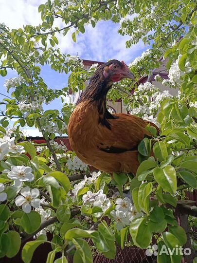 Инкубационное яйцо