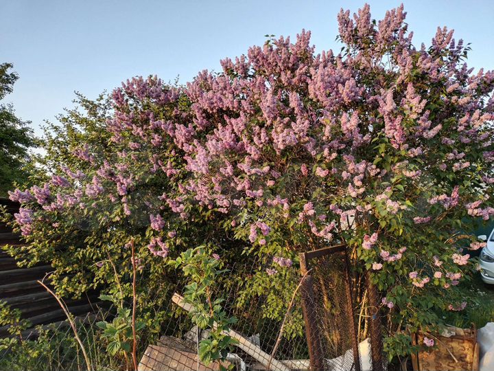 Участок 6,5 сот. (СНТ, ДНП)