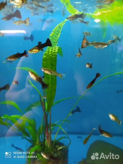 Аквариумные рыбки