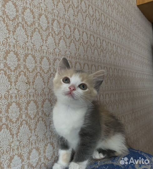 Кошка