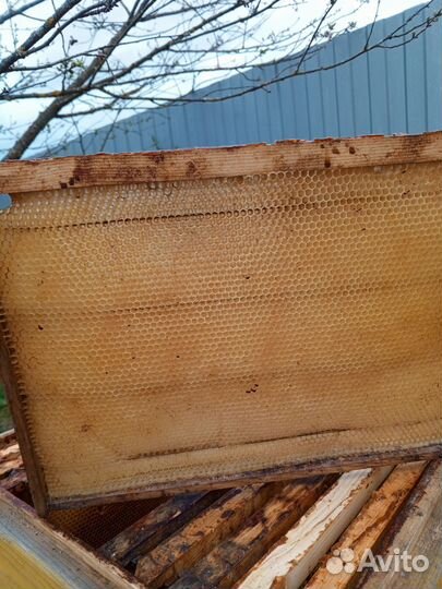 Сушь пчелиная