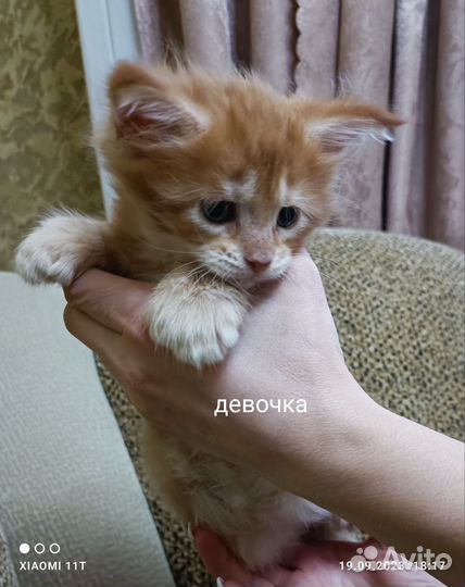 Мейн-кун