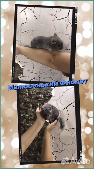 Продам Шиншиллу