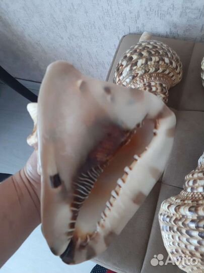 Морская раковина