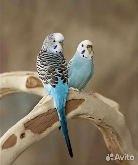 Попугаи волнистые и получехи своего разведения