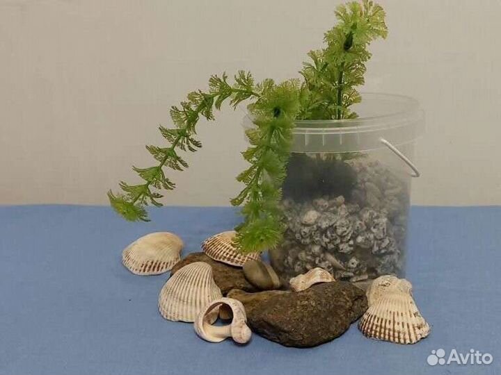 Набор для аквариума, Водоросли, ракушки и камни