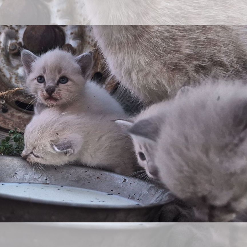 Котята в добрые руки