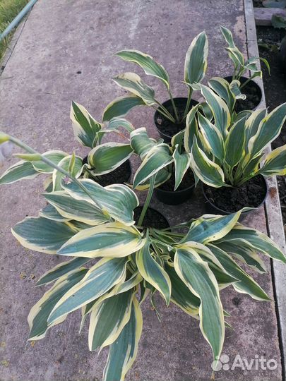 Хоста Волверайн