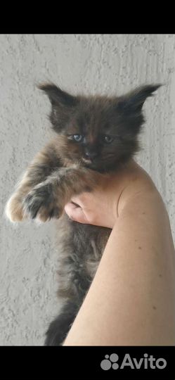 Котята мейн-кун