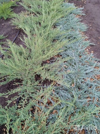 Хвойные растения