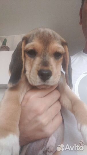 Очаровательные биглята