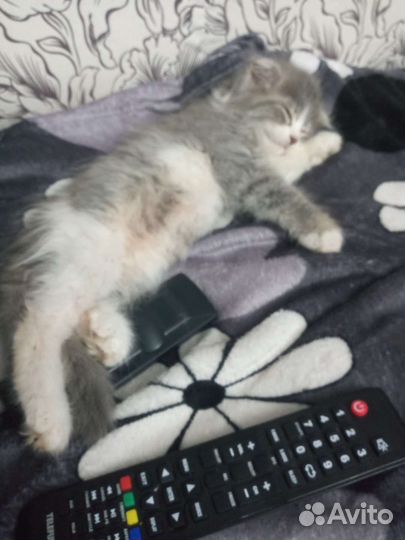 Отдам в добрые руки котят, одна девочка и 4 мж