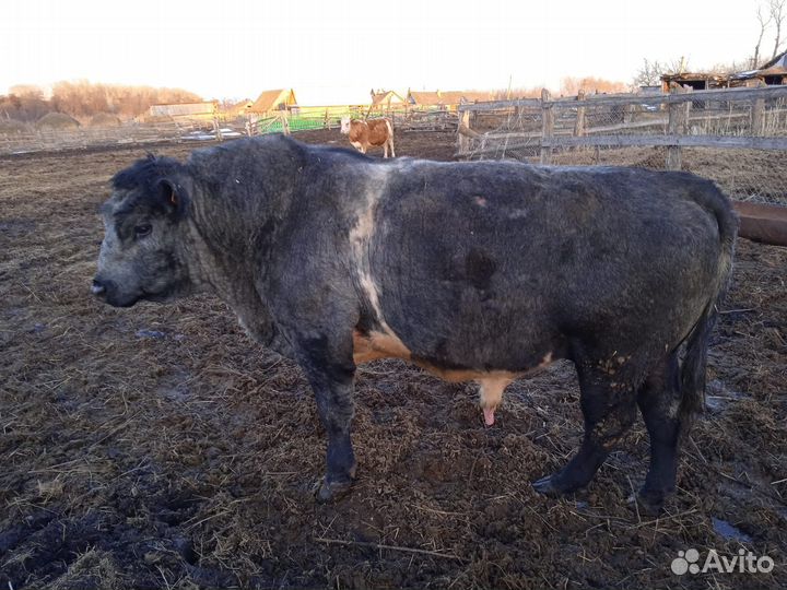 Быки на мясо
