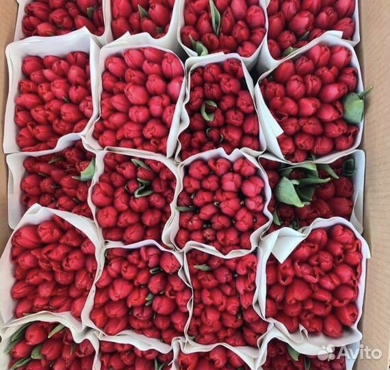 Тюльпаны к 8 марта оптом