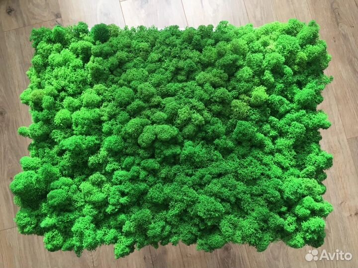 Панно из стабилизированного мха