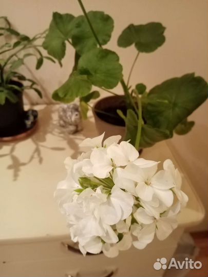 Пеларгония герань