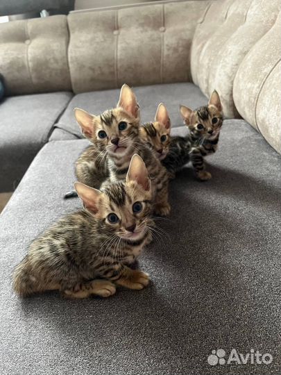 Бенгальские котята