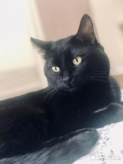 Маркиз в дар