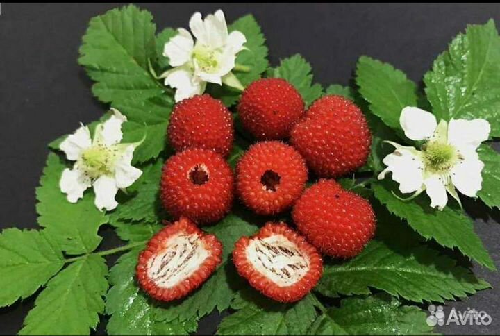 Розоволистная малина морозостойкая - 45