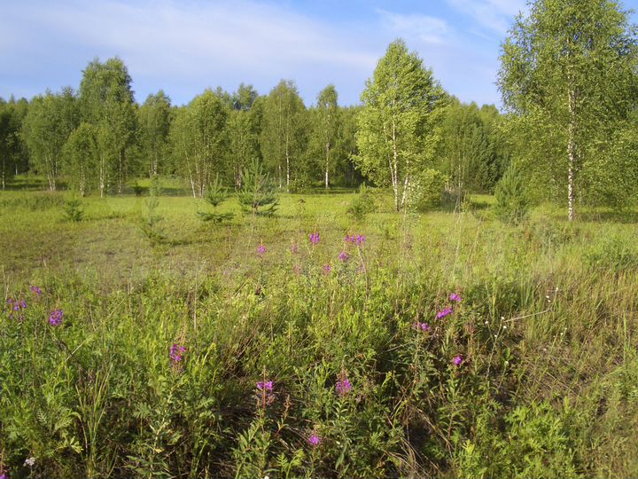 Участок 80,6 га (СНТ, ДНП)