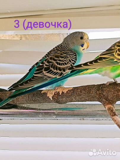 Птенцы волнистый попугай