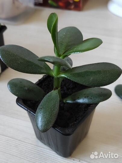 Денежное дерево красула Толстянка