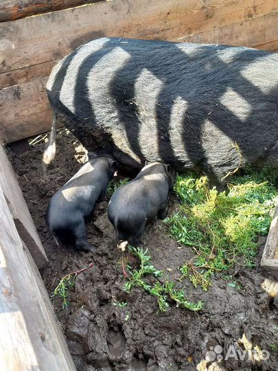 Вьетнамские вислобрюхие поросята