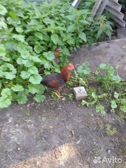 Молодые петухи