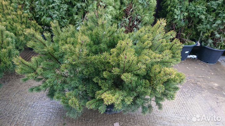 Сосна горная Пумилио