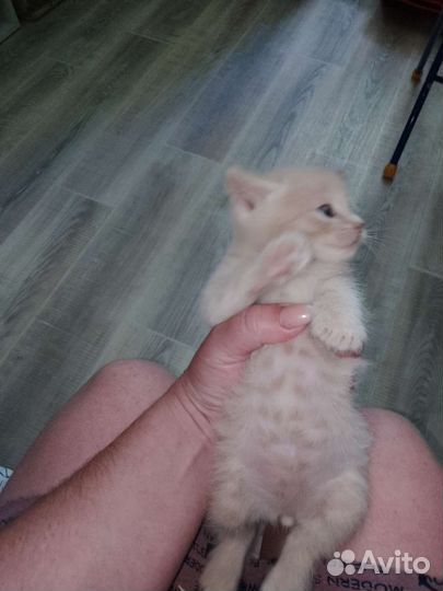 Котята бесплатно