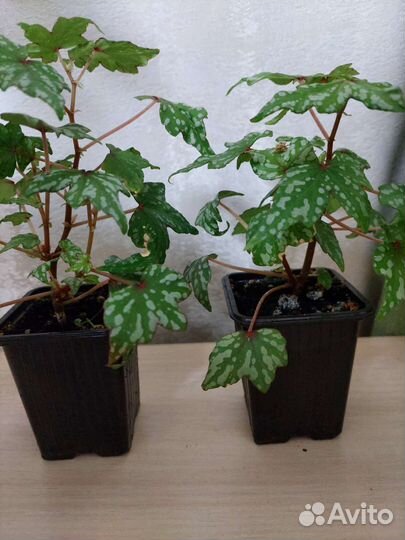 Комнатные цветы. Бегония каудексная (бегония дрега