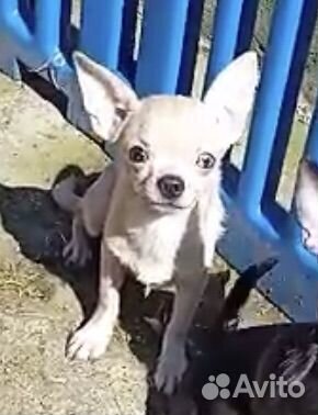 Чихуахуа mini мальчик редкие голубые карие глаза