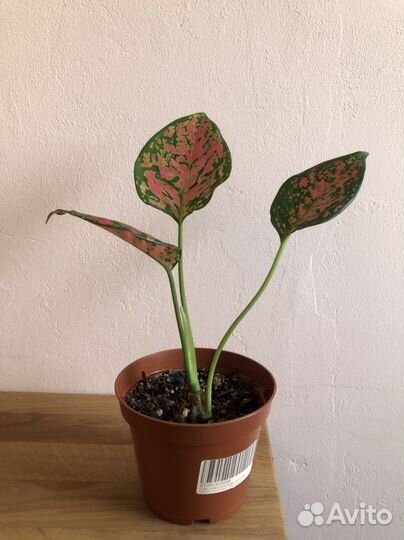 Аглоанема spotted star