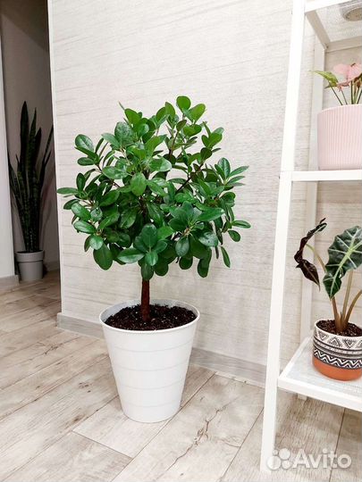 Фикус Мокламе