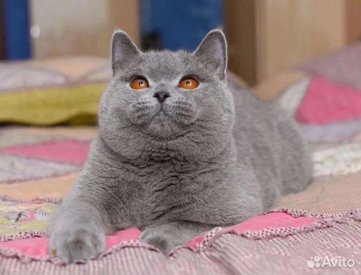 Британские котята