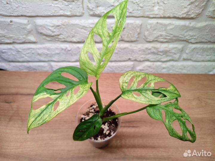 Монстера адансона вариегатная