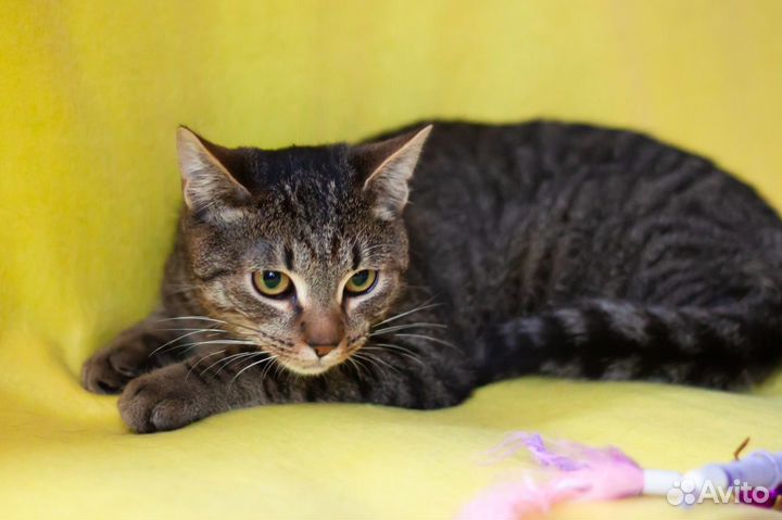 Кот Саня, 2 года