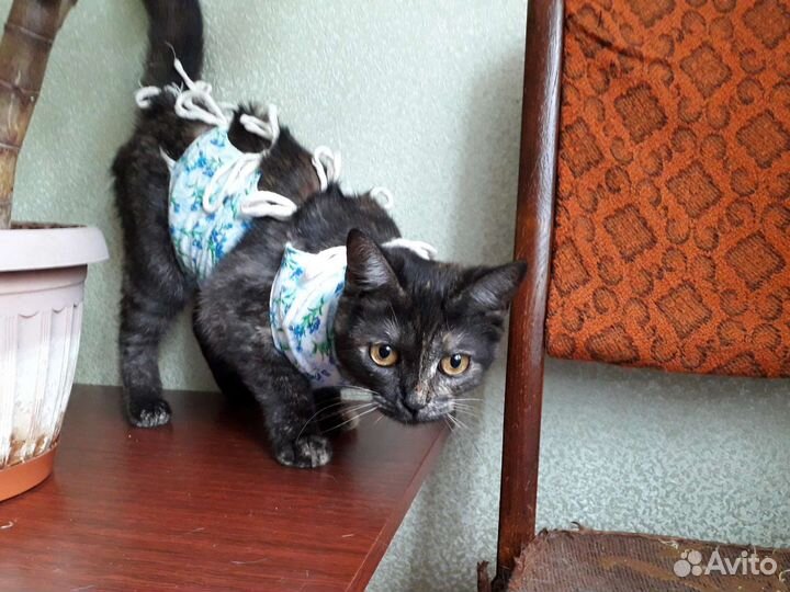 Молодая стерилизованная кошка