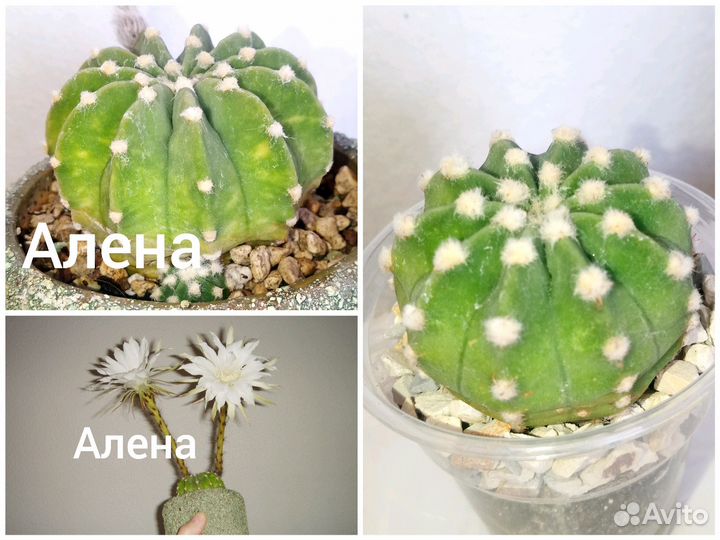 Кактусы, алоэ